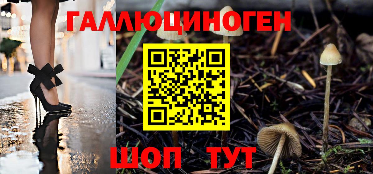 Галлюциногенные грибы Psilocybine cubensis Лениногорск